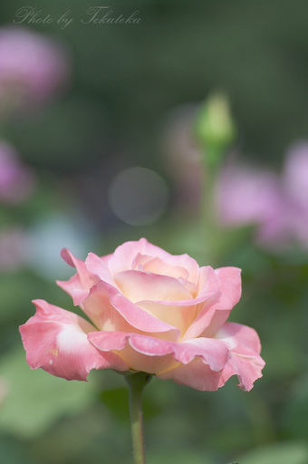 IMGP4731.jpg